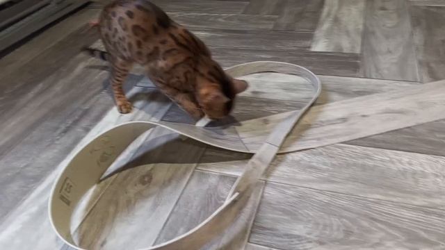 Вот так мы сегодня поиграли с кошкой Белкой, забавной игрушкой, однако.