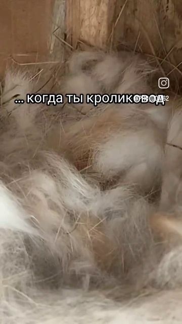 Шевелюшки или тест на беременность