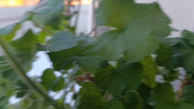 Начинаем огородный сезон