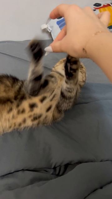 Злая шотландская вислоухая кошка 🐱