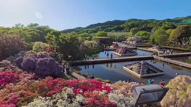 САДЫ ЯПОНИИ ЦВЕТОЧНЫЙ ПАРК АСИКАГА АПРЕЛЬ 2024. ГЛИЦИНИЯ В ЦВЕТУ