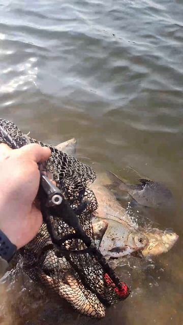 Суперское открытие весеннего сезона на фидер