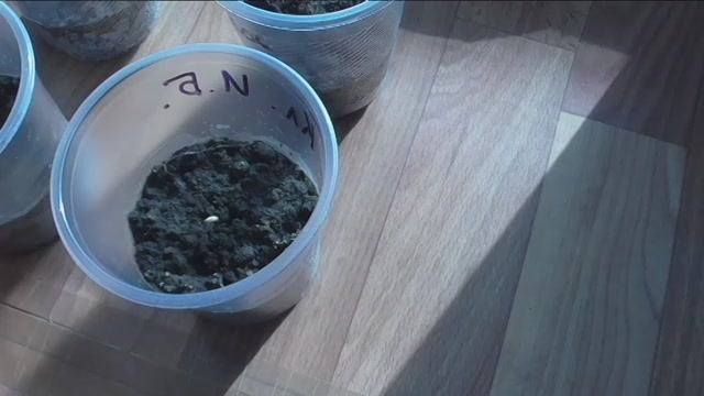 Всходы помидоров и клещевины