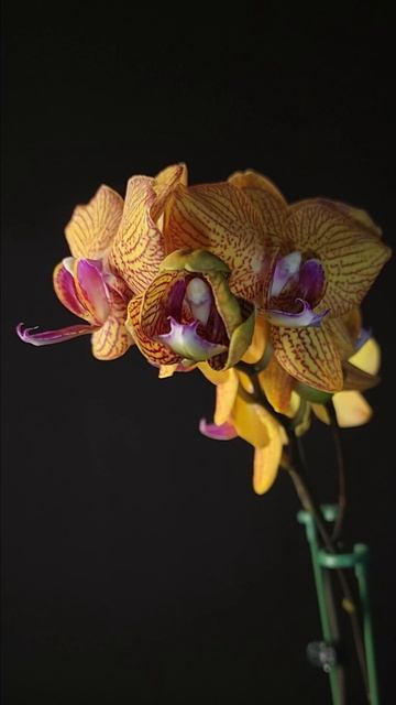 Phal. KV Perfume glow