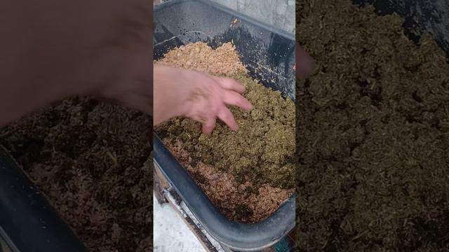 САМАЯ ПОЛЕЗНАЯ ТРАВА ДЛЯ КУР!!! 05.03.2025 год.