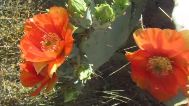 Amazing Prickly Pear Flowers