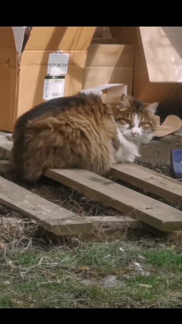 Ветер дует на пушистую кошку #fluffycat #slowed