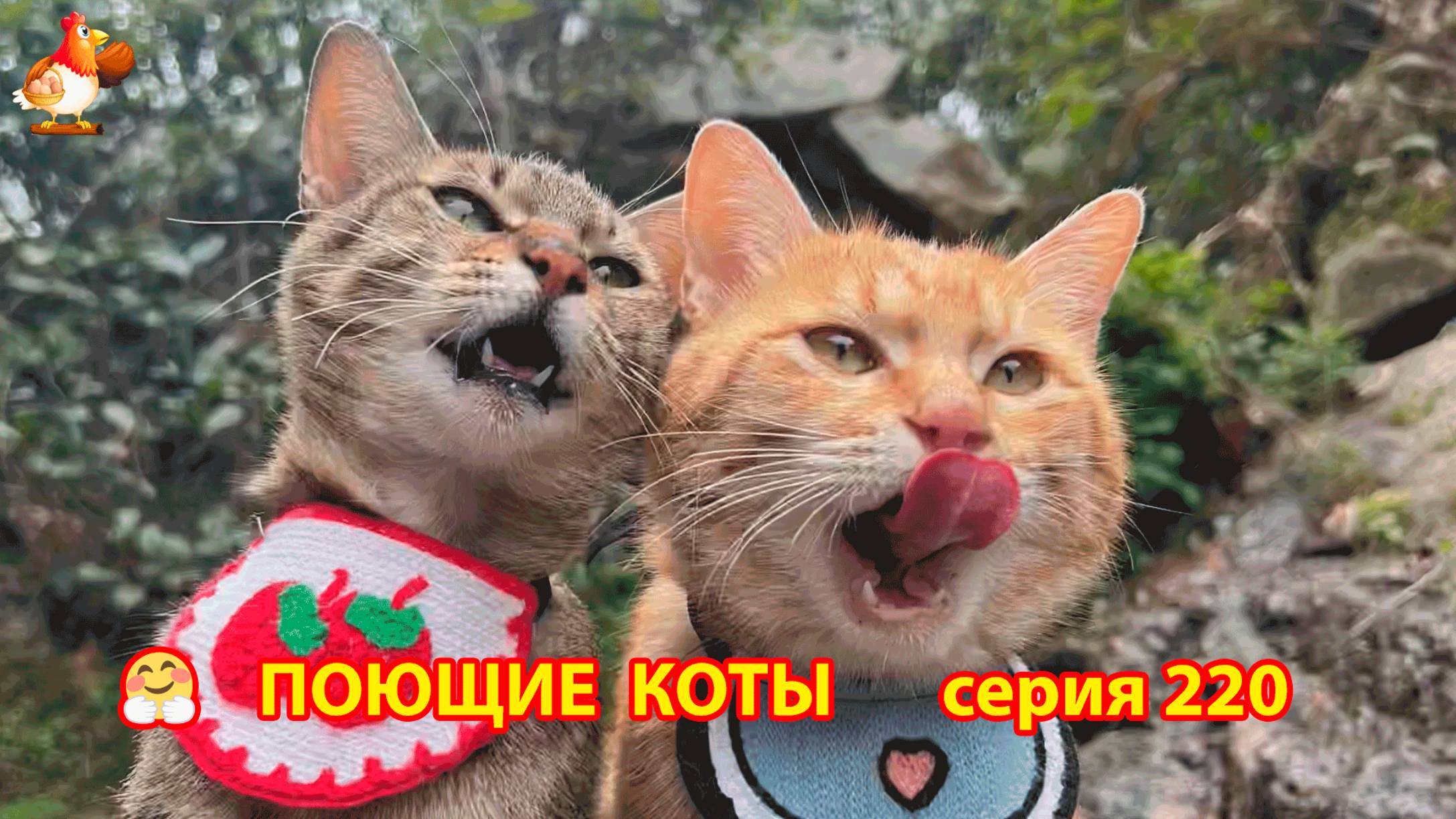 Крутые коты у птичьего двора серия (220) 🐈🐈😹 Природа Абхазии и подворье с птицами и животными ❣