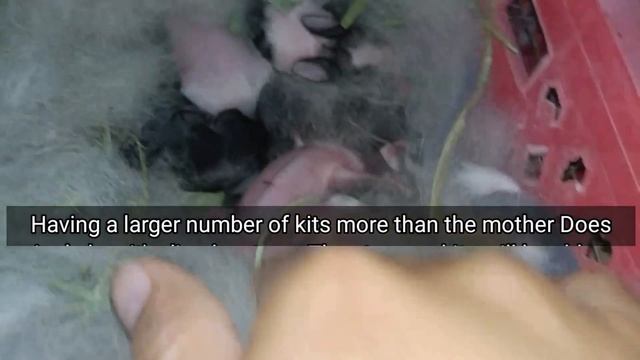 Rabbit Fostering Kits, When and Why || All About Rabbits