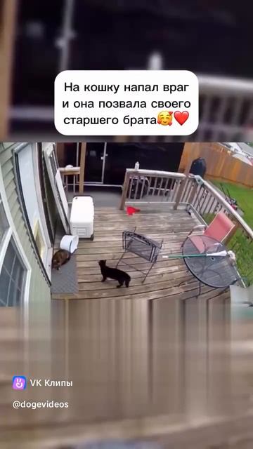 Кошка зовёт на помощь собаку