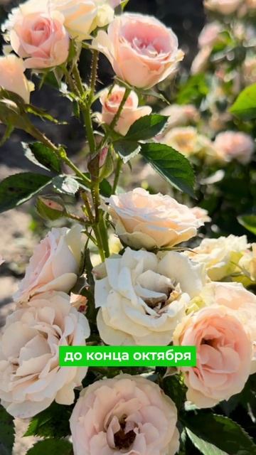 Роза Яна (Jana): Нежность и благородство в вашем саду! 🌹