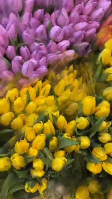 VID-20250305-WA0008.mp4