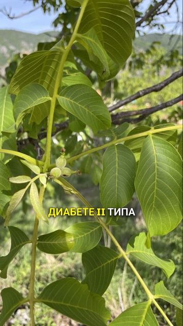 защитник мозга и сердца