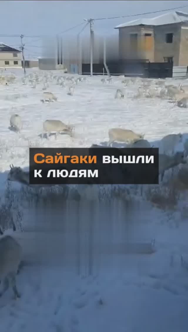 Сайгаки вышли к людям
