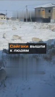 Сайгаки вышли к людям