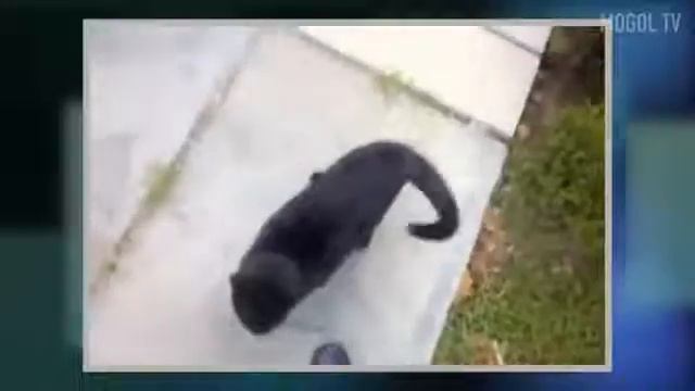 16 скрытых способностей кошек.
