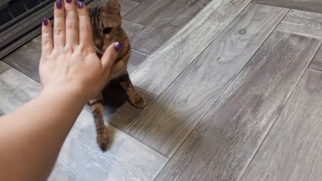 Вот как кошка Белка играет с мамой, конечно нужно сделать и кусь-кусь.