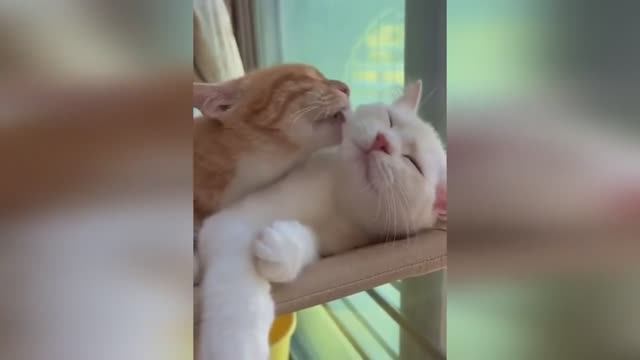 🤣🤣🤣 СМЕШНЫЕ ЖИВОТНЫЕ ЛУЧШИЕ ПРИКОЛЫ С КОТАМИ, СОБАКАМИ, ЖИВОТНЫЕ, СМЕШНЫЕ ВИДЕО