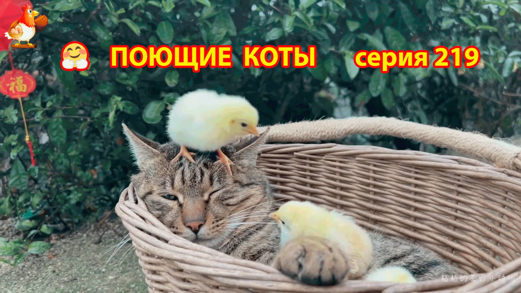 Крутые коты у птичьего двора серия (219) 🐈🐈😹 Природа Абхазии и подворье с птицами и животными ❣