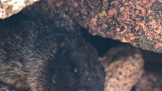 Alpine Animals: How Marmots Use Hibernation to Survive in Extreme Environments