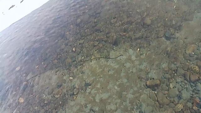 водоросль