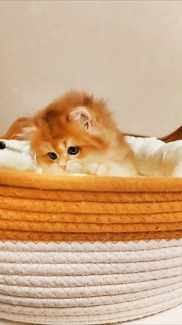 Берти🧡