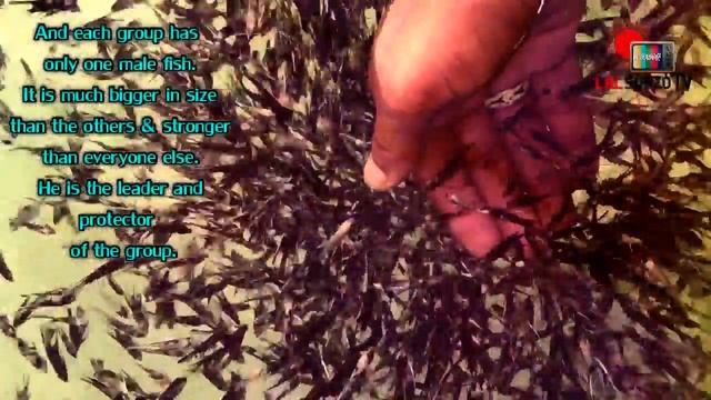Angelfish, অ্যাঞ্জেলফিস, ملائكية المياه العذبة, एंजल फिश, Рыба-ангел, 天使魚