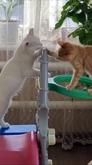Вот как котята играют в баскетбол. #кот #шорты 4k