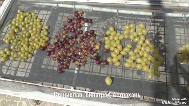 Как приготовить изюм на даче