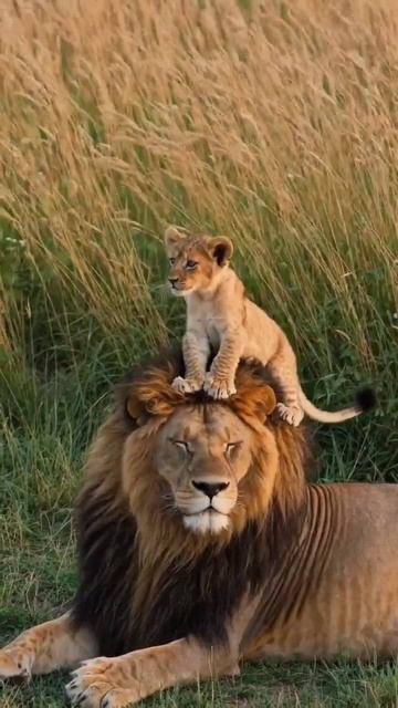 Король Лев 🦁