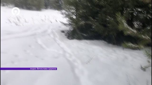 Давеча | 05.03.2025 | Кабаны выходят к людям