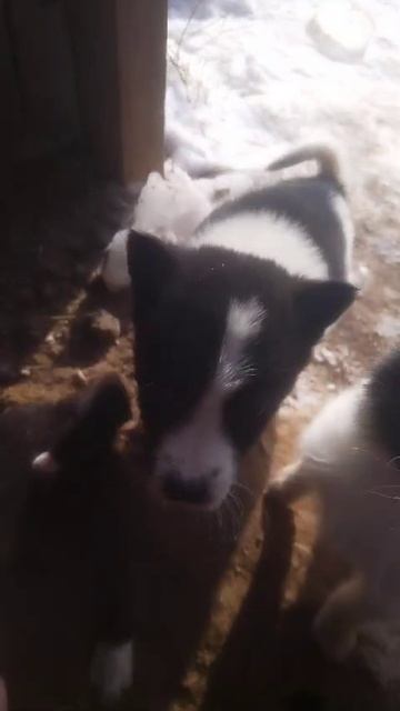 собаки