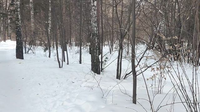 В лесу: на фронтах СВО 🇷🇺 - ВС РФ взялись за Курскую область, политическое решение, военблоггеры