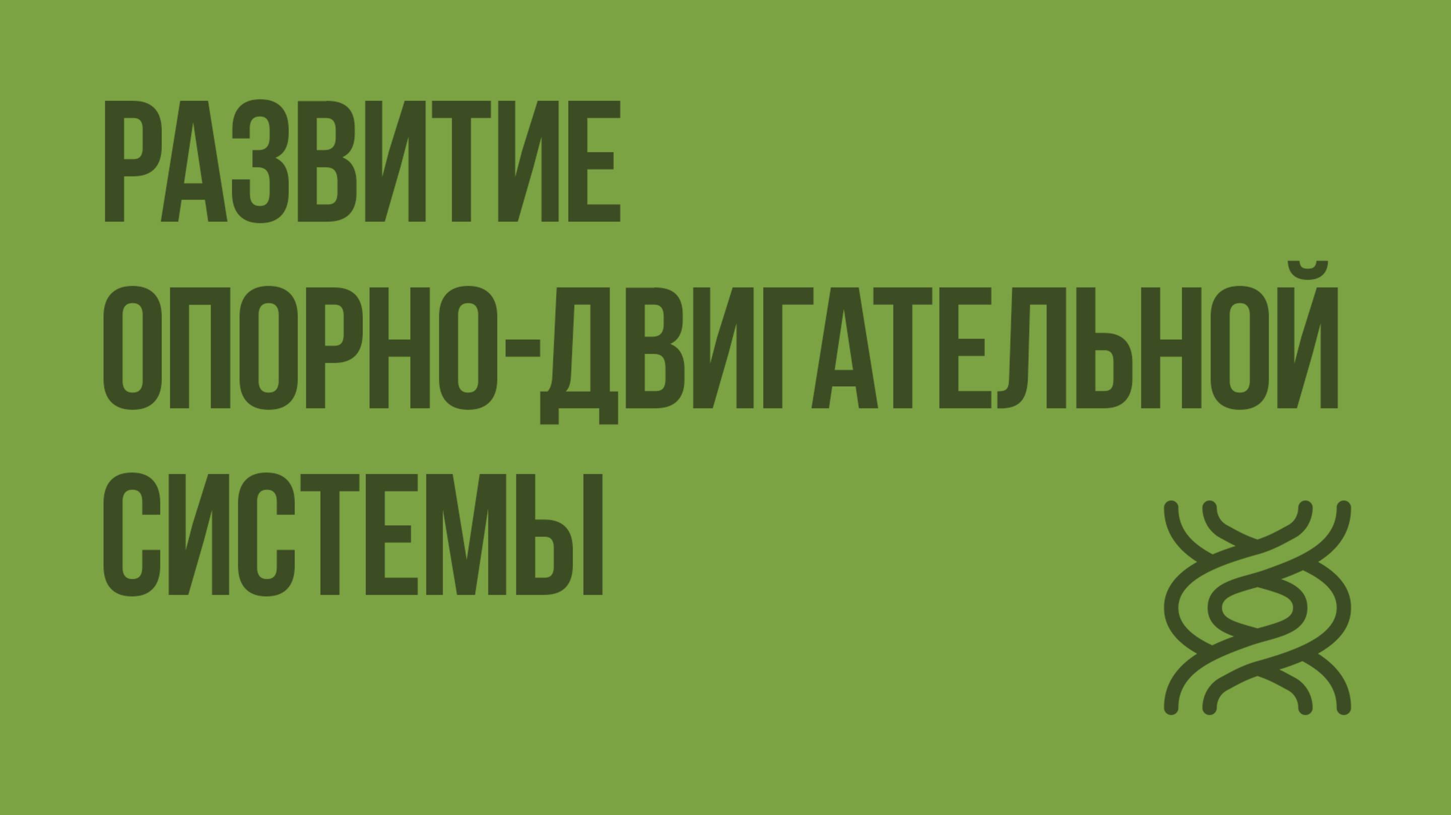 Развитие опорно-двигательной системы. Видеоурок по биологии 8 класс