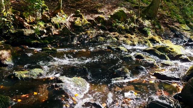 Восхитительный умиротворяющий шум осенней реки. Природа для души на видео. Релакс.