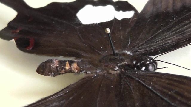 ИЗ МИРА: 148. Papilio iswara