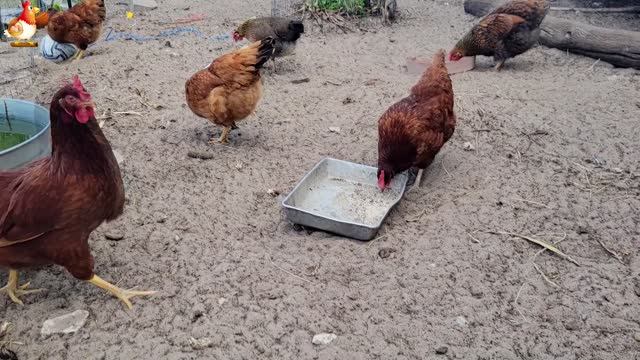 Курочки селяночки лучшие беспородные несушки 🥚 (3)