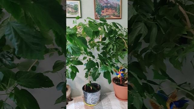 Гибискус китайская роза