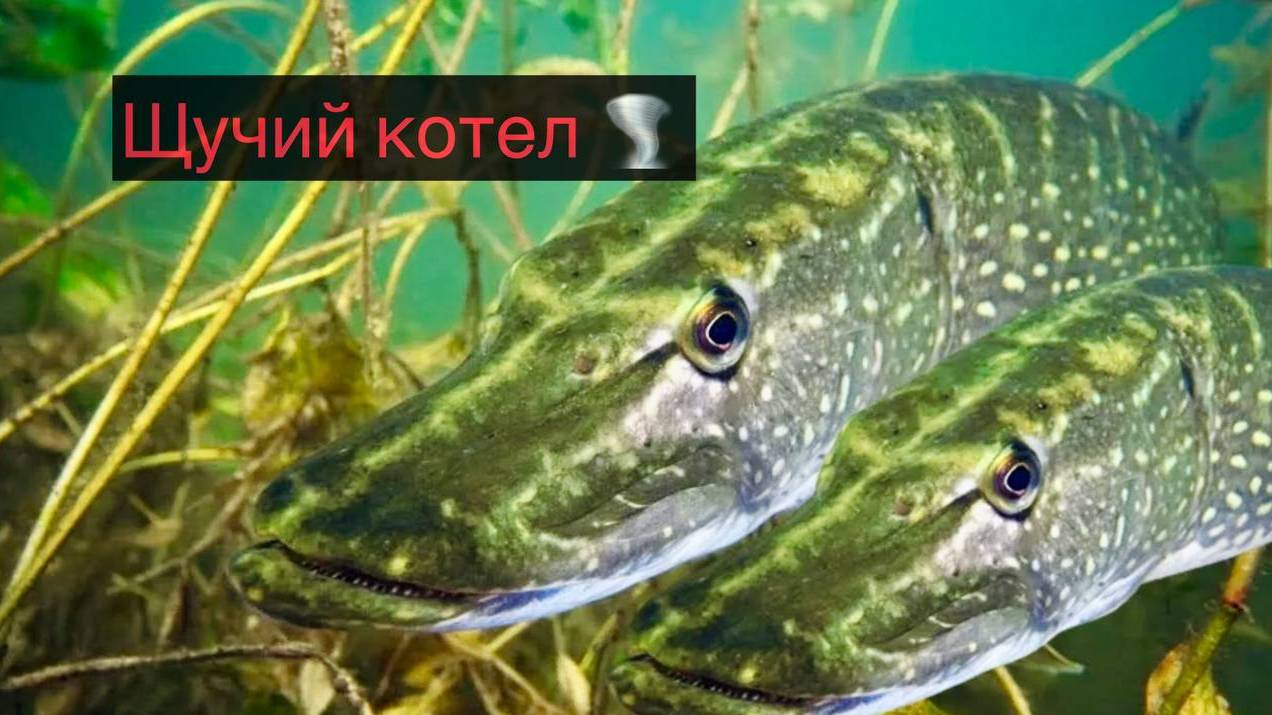 Столько щуки ВЫ видели? Захватывающий экшен туманным утром.