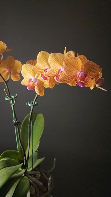 Phal. KV Perfume glow v