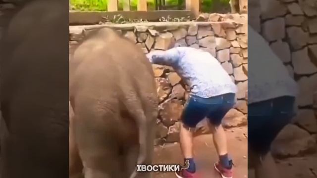 смешное видео с животнами