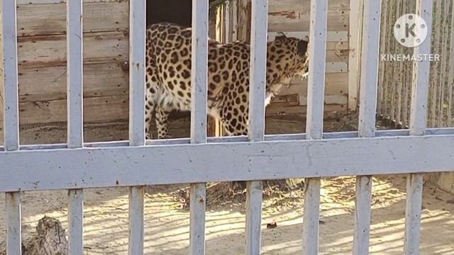 Старооскольский зоопарк