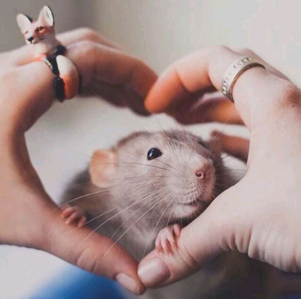 туса