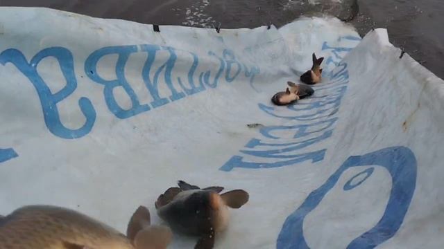 1000026071.mp4