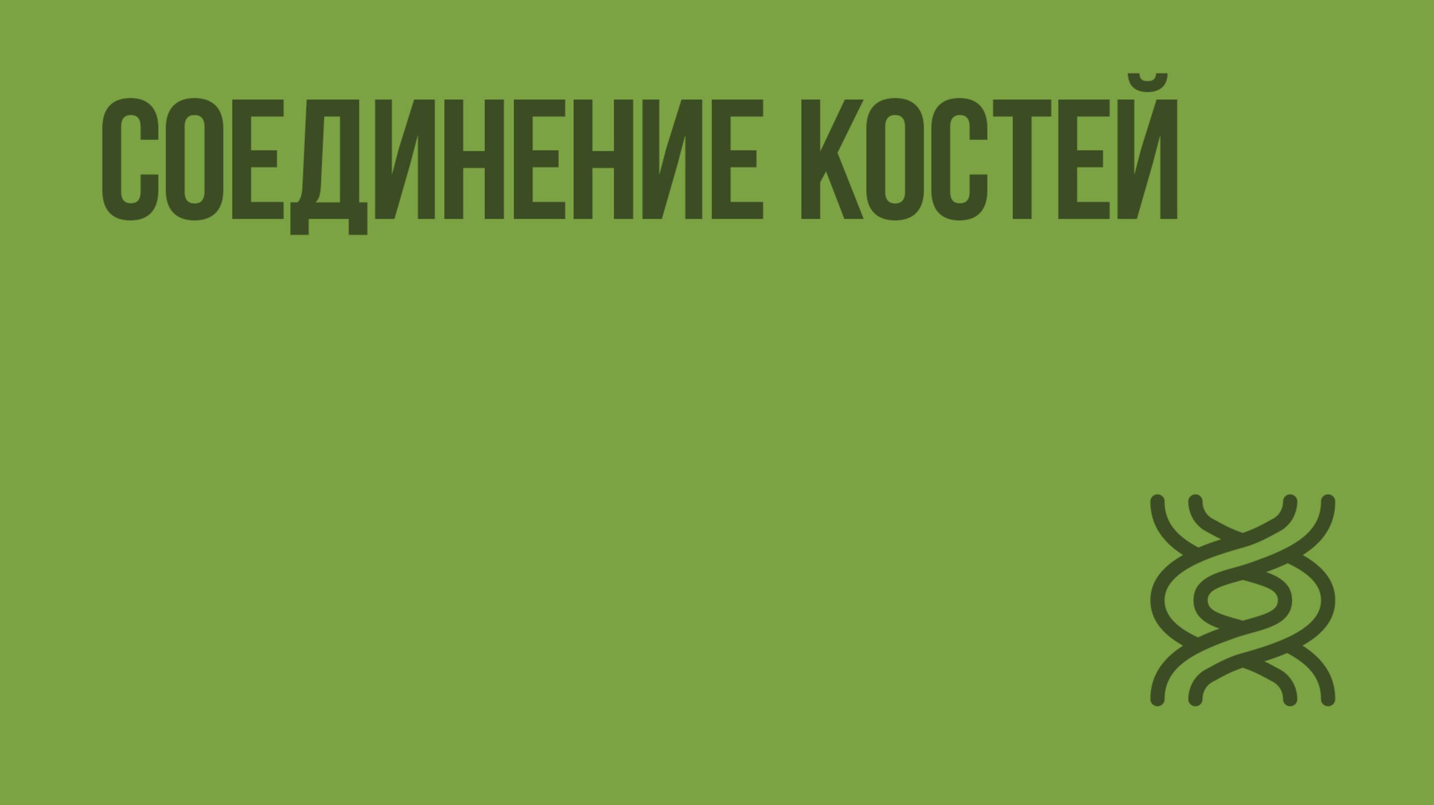 Соединение костей. Видеоурок по биологии 8 класс