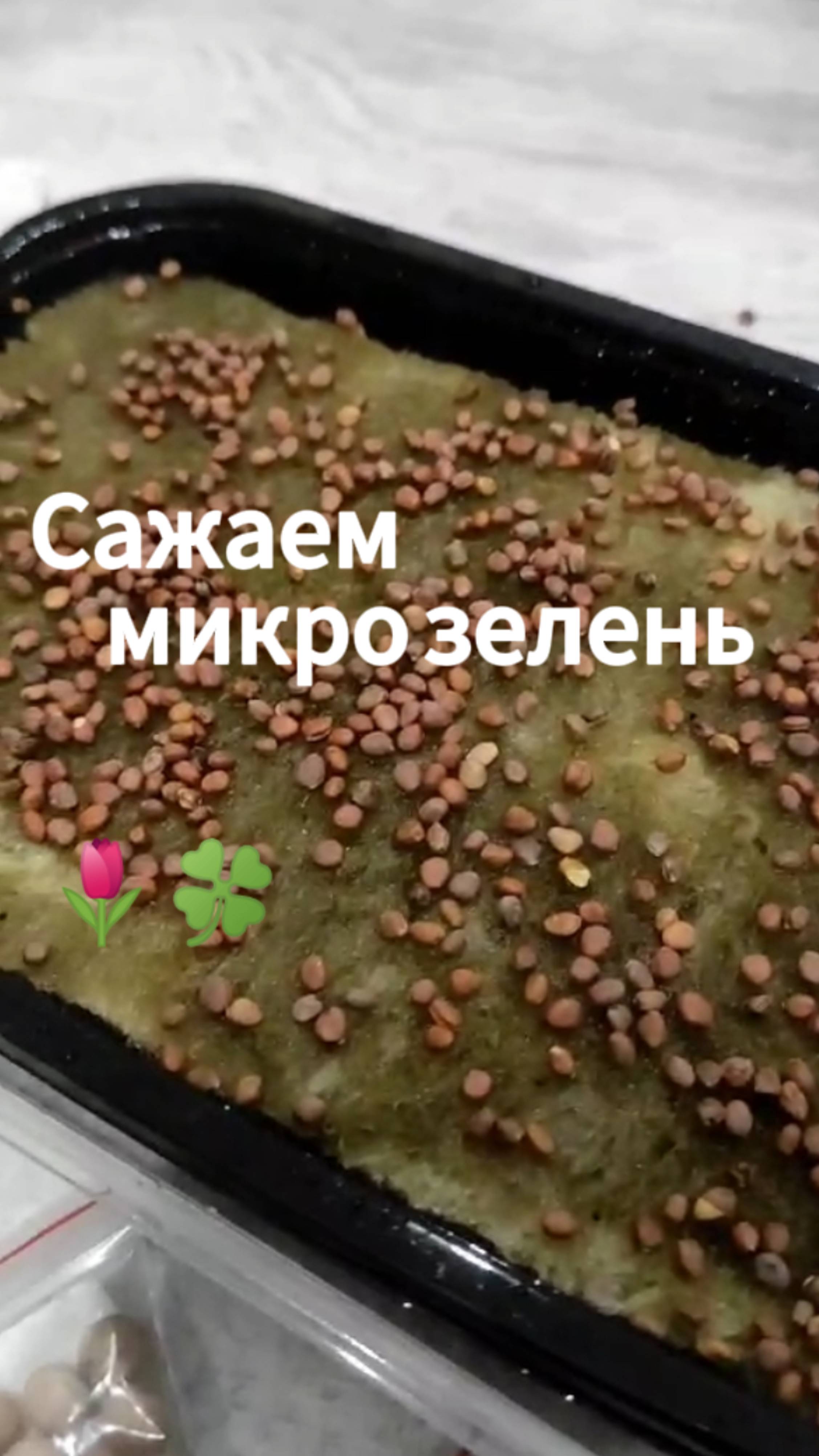 Сажаю микро зелень!