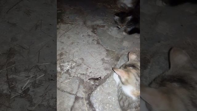 Кот съел скалопендру