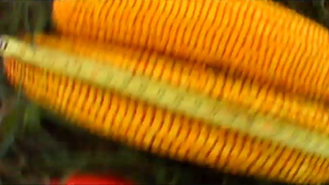 Супер кочаны кукурузы Monsanto, результатом приятно удивлен 28.09.18!