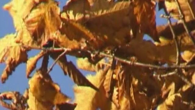 2. Единородный сыне