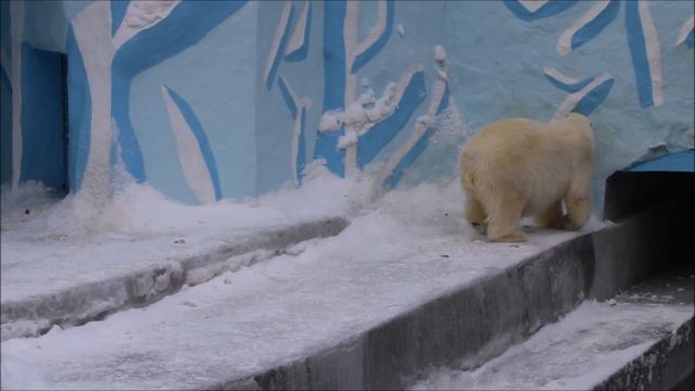 Гердочка забросила свои канистры на айсберг и ходит довольная 03.03.2025